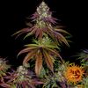 Mimosa EVO, Фасовка: 1, изображение 15